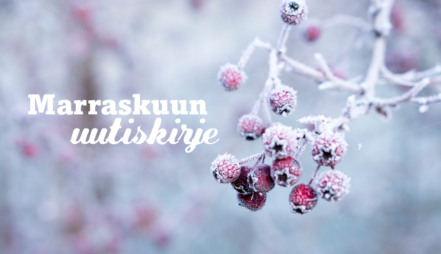 Marraskuun uutiskirje on täällä!