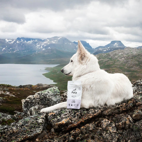Pala Treats Lammas koirille ja kissoille | 100g